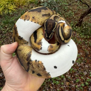 Hi White Pied Ball Python Adult Female #1 (Python regius) for sale at Premier Elite Exotics
