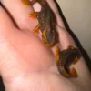 Captive-Bred Himalayan Crocodile Newt Baby (Tylototriton verrucosus) for sale at Premier Elite Exotics