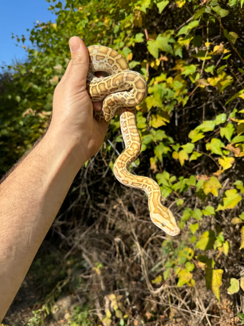 Hypo Burmese Python Female #1 (Python bivittatus) for sale at Premier Elite Exotics