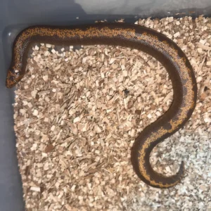 Alternative view of Striped Rufescens Sand Boa (Gongylophis colubrinus)