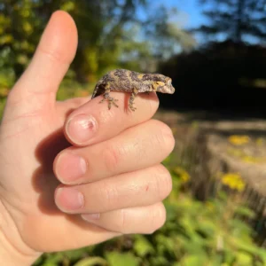 Alternative view of Reticulated Gargoyle Gecko Well Started Babies (Rhacodactylus auriculatus)
