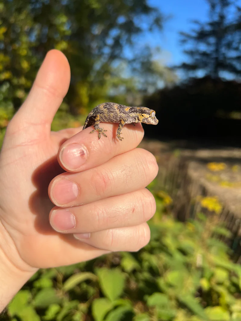 Reticulated Gargoyle Gecko Well Started Babies (Rhacodactylus auriculatus) - Image 2