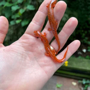 Alternative view of Northern Red Salamander (Pseudotriton ruber ruber)
