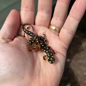 Alternative view of Turkish Yellow Spotted Newts (Neurergus crocatus)