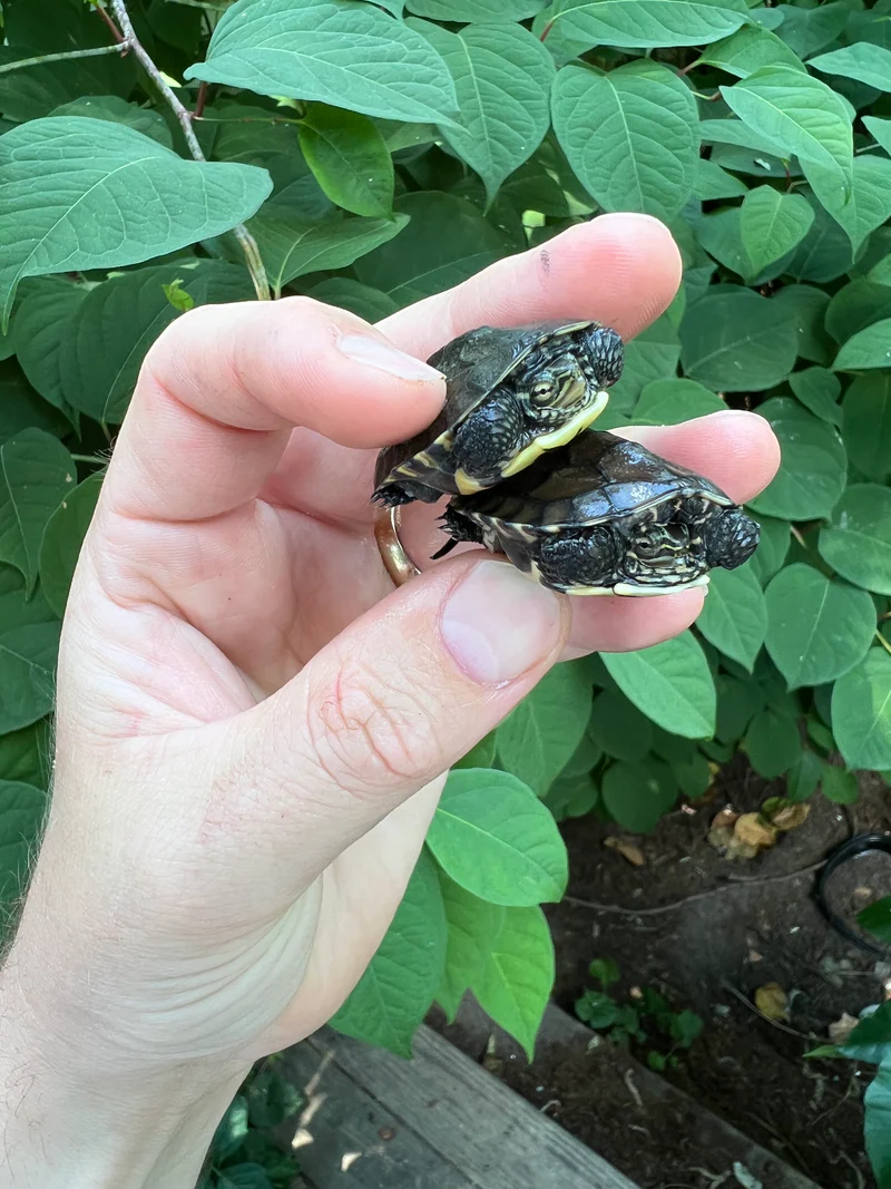 Vietnamese Pond Turtle Baby (Mauremys annamensis) - Image 4