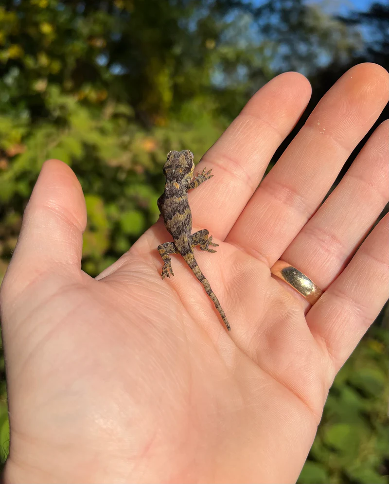 Reticulated Gargoyle Gecko Well Started Babies (Rhacodactylus auriculatus) - Image 4