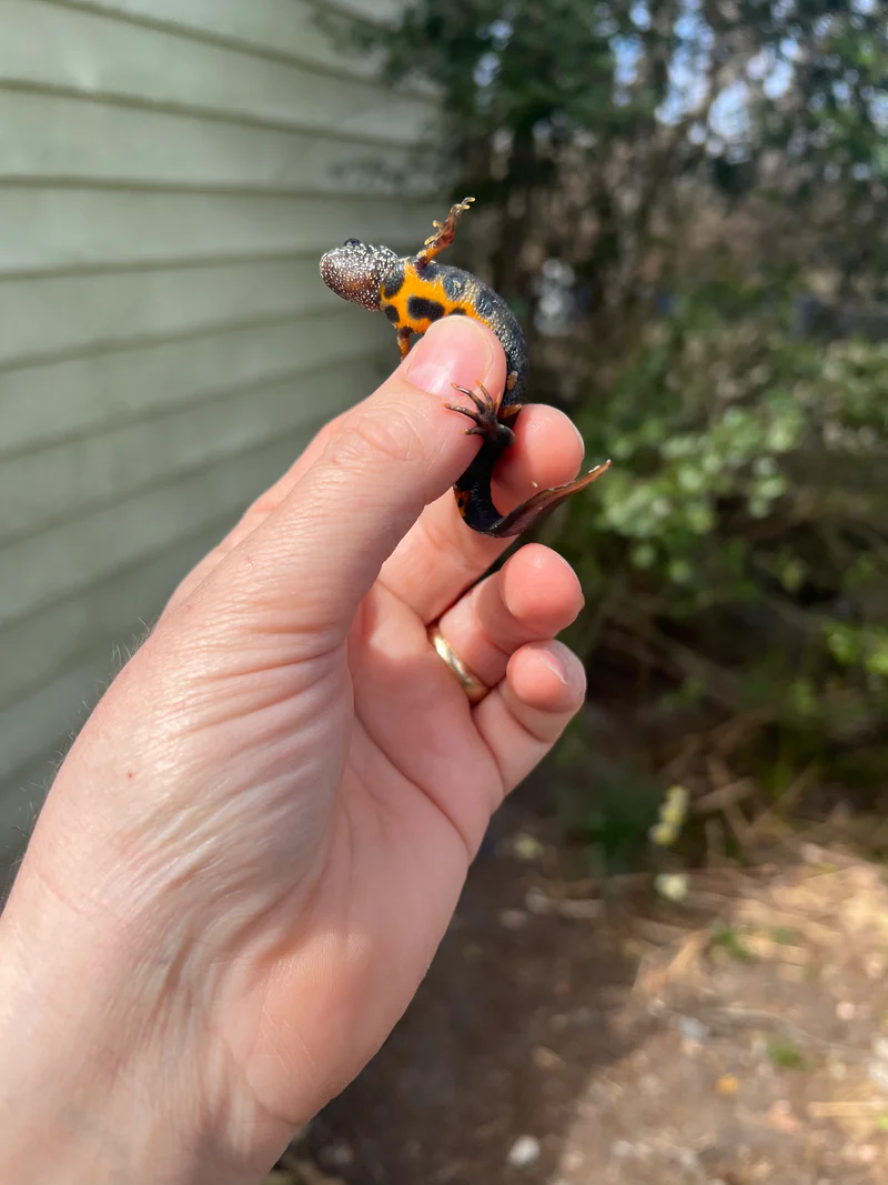Italian crested newt (Triturus carnifex) - Image 3