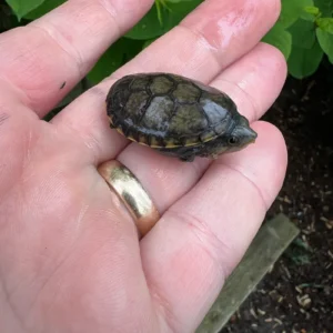 Alternative view of Vampire Musk Turtle (Claudius angustatus)