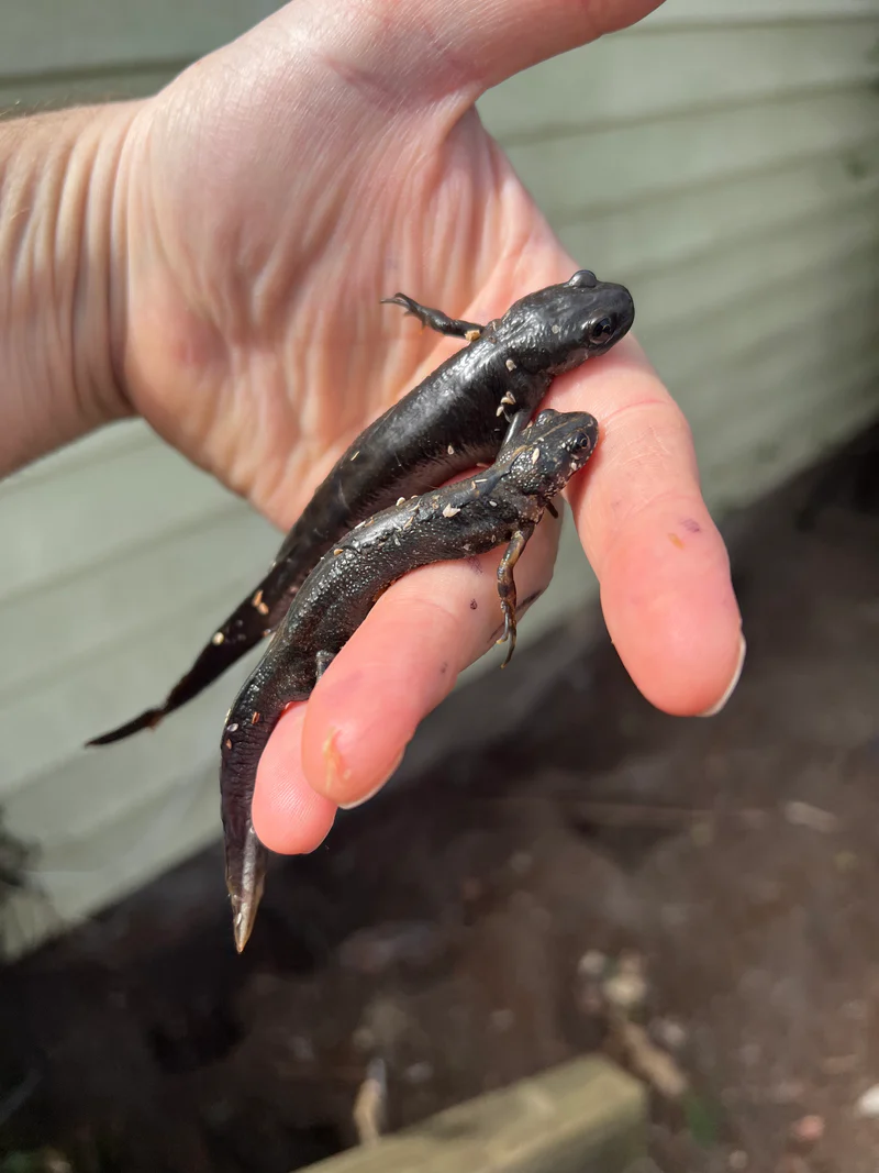 Italian crested newt (Triturus carnifex) - Image 2