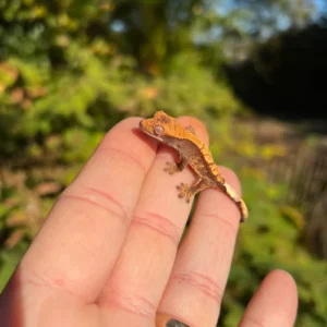 Alternative view of Premium Crested Gecko Babies Correlophus ciliatus)