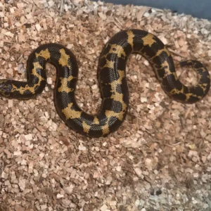 Alternative view of Kenyan Sand Boa (Gongylophis colubrinus)