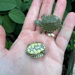 Alternative view of Peacock Slider Baby (Trachemys emolii)