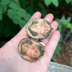 Alternative view of Loggerhead Musk Turtle Sub-Adult (Sternotherus minor)