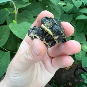 Alternative view of Vietnamese Pond Turtle Baby (Mauremys annamensis)