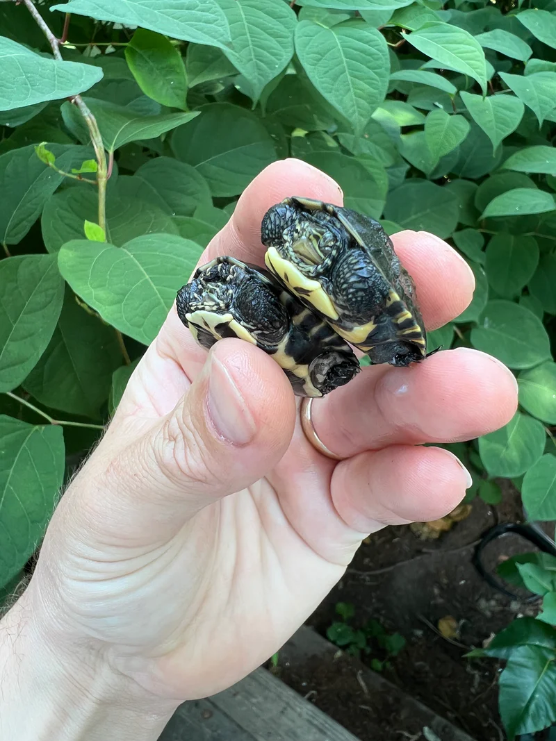 Vietnamese Pond Turtle Baby (Mauremys annamensis) - Image 2
