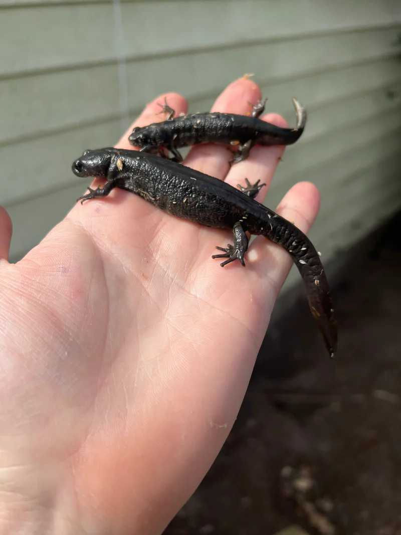 Italian crested newt (Triturus carnifex) - Image 4