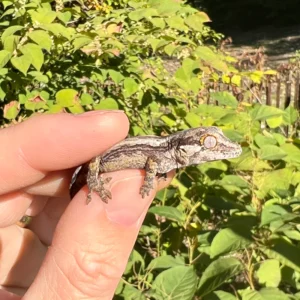 Alternative view of Striped Gargoyle Gecko Well Started Babies (Rhacodactylus auriculatus)