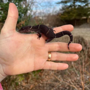 Alternative view of Chinese Cave Gecko Adults (Goniurosaurus hainanensis)