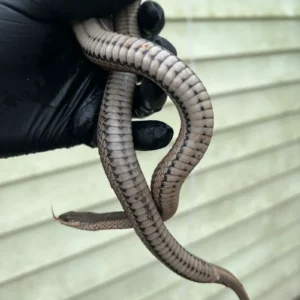Alternative view of Graham's Crayfish Snake (Regina grahamii)