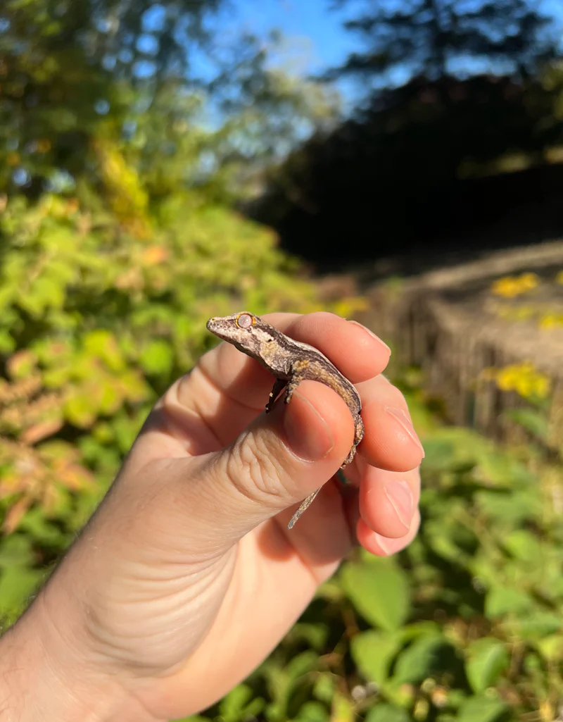 Striped Gargoyle Gecko Well Started Babies (Rhacodactylus auriculatus) - Image 3