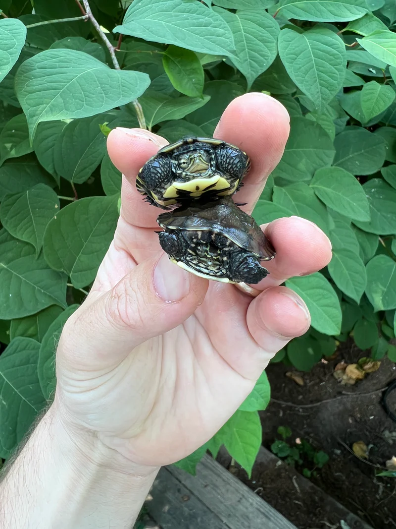 Vietnamese Pond Turtle Baby (Mauremys annamensis) - Image 5