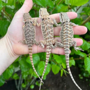 Alternative view of Bearded Dragon Babies (Pogona vitticeps)