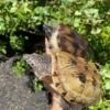 Mexican Giant Musk Turtle Adult Pair #2601 (Staurotypus triporcatus) hi white line female for sale at Premier Elite Exotics