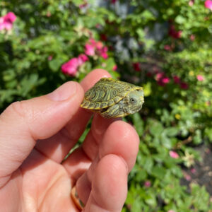 Mitch Clown Red Eared Slider Turtle #2601 (Trachemys scripta elegans) genetic clown temp sexed female for sale at Premier Elite Exotics