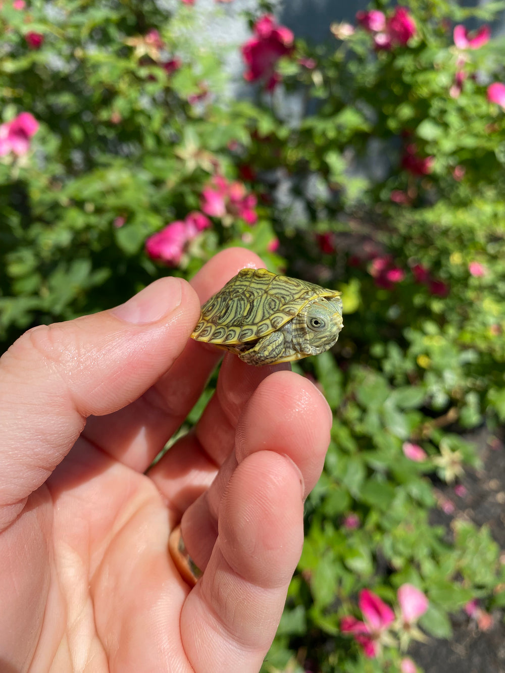 Mitch Clown Red Eared Slider Turtle #2601 (Trachemys scripta elegans) genetic clown temp sexed female for sale at Premier Elite Exotics