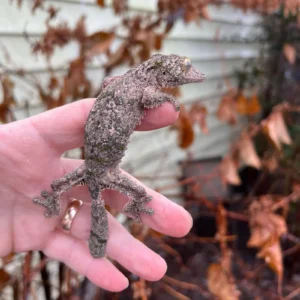 Mossy Leaf Tailed Gecko (Uroplatus sikorae) for sale at Premier Elite Exotics
