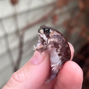 Mozambique Rain Frog (Breviceps adspersus) for sale at Premier Elite Exotics