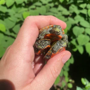Northern Red Bellied Turtle Baby (Pseudemys rubriventris) for sale at Premier Elite Exotics