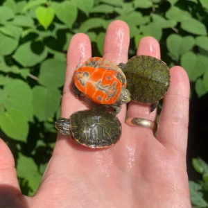 Alternative view of Northern Red Bellied Turtle Baby (Pseudemys rubriventris)