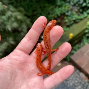 Northern Red Salamander (Pseudotriton ruber ruber) for sale at Premier Elite Exotics
