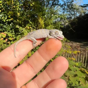 Orange Blotched Gargoyle Gecko Baby (Rhacodactylus auriculatus) for sale at Premier Elite Exotics