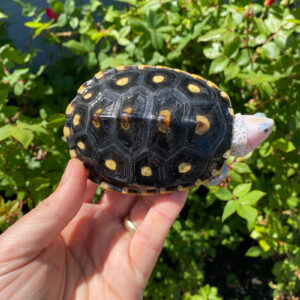 Ornate Diamondback Terrapin Female #26503 (Malaclemys terrapin macrospilota) pink headed for sale at Premier Elite Exotics