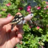 Ornate Diamondback Terrapin Female (Malaclemys terrapin macrospilota) pink headed 2026 hatchling for sale at Premier Elite Exotics