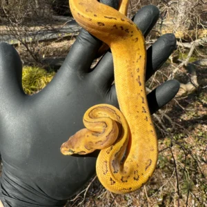 Pastel Pinstripe Low White Pied Ball Python Female #1 (Python regius) for sale at Premier Elite Exotics