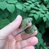 Peacock Slider Turtle Baby (Trachemys emolli) for sale at Premier Elite Exotics