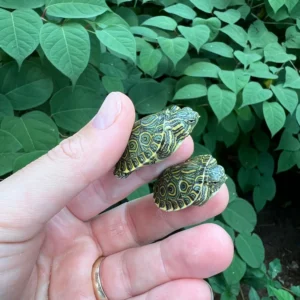 Peacock Slider Turtle Baby (Trachemys emolli) for sale at Premier Elite Exotics