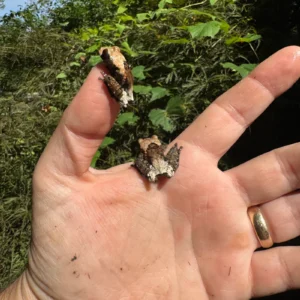 Pied Warty Tree Frog (Theloderma asperum) for sale at Premier Elite Exotics