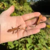 Premium Crested Gecko Baby (Correlophus ciliatus) for sale at Premier Elite Exotics