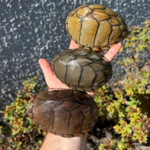 Razor Backed Musk Turtle CB Adult Trio #1 (Sternotherus carinatus) for sale at Premier Elite Exotics