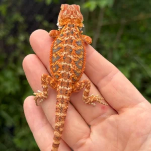 Red Monster Blue Bar Tiger Central Bearded Dragon Baby W4 (Pogona vitticeps) for sale at Premier Elite Exotics