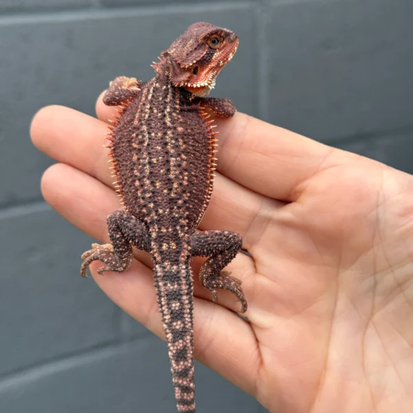 Red Monster Dunner Het Translucent Male Bearded Dragon (Pogona vitticeps) for sale at Premier Elite Exotics