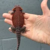 Red Monster Dunner Translucent Central Bearded Dragon (Pogona vitticeps) for sale at Premier Elite Exotics