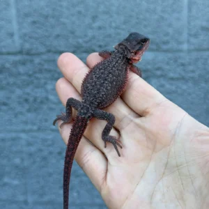 Red Monster Dunner Translucent Central Bearded Dragon Juvenile (Pogona vitticeps) for sale at Premier Elite Exotics