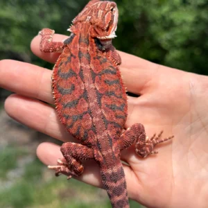 1/2 Red Monster Leatherback Blue Bar Tiger Het Translucent Het Hypo Bearded Dragon (Pogona vitticeps) for sale at Premier Elite Exotics