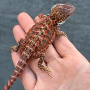 1/2 Red Monster Leatherback Blue Bar Tiger Het Translucent Het Hypo Bearded Dragon (Pogona vitticeps) for sale at Premier Elite Exotics