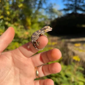 Reticulated Gargoyle Gecko Baby (Rhacodactylus auriculatus) for sale at Premier Elite Exotics